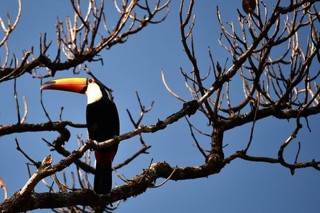 Dia do Cerrado