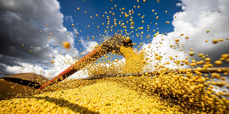 Relatório denuncia relação entre mercado e grilagem no Cerrado