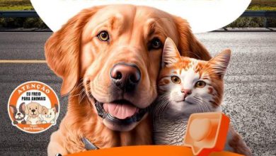 Waléria Assunção promove “Pet Stop – Eu Freio para Animais!” no Maio Amarelo nesta sexta-feira (16)