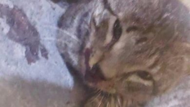 Moradores denunciam maus- tratos a animais em condomínio de Campina com agressão a gato