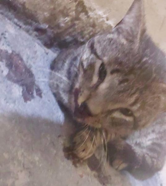 Moradores denunciam maus- tratos a animais em condomínio de Campina com agressão a gato